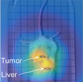 MRX dipole map in mouse showing BT474 tumor signal
